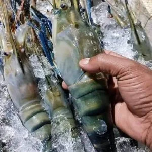 ১ কেজি চিংড়ি মাছ